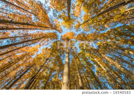 The yellow leaves of Metasequoia 19340583