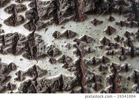 Close up of the birch bark Close up of the birch bark 19341004