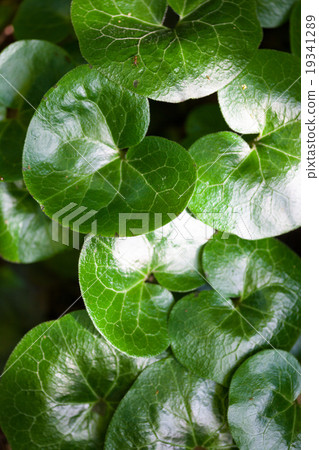 Shiny green leaves of asarabacca Asarum europaeum Shiny green leaves of asarabacca Asarum europaeum 19341289