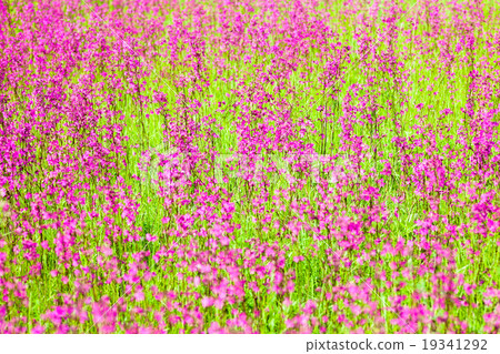 Blooming sticky catchflies (Silene viscaria) 19341292