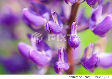 Lupin flowers (Lupinus) 19341294