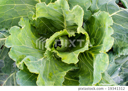 Fresh young green cabbage head close up Fresh young green cabbage head close up 19341312