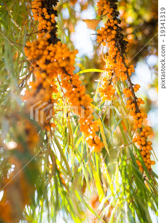 See-buckthorn berries See-buckthorn berries 19341319