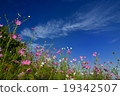 Blue sky and flowers 19342507