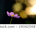 Hope flowers 19342508