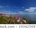 Lake Biwa and flowers 19342509