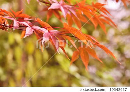 秋天的樹葉 秋天的樹葉 19342657