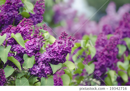 Spring lilac flowers Spring lilac flowers 19342716