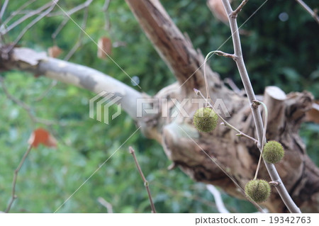 A stupid tree A stupid tree 19342763