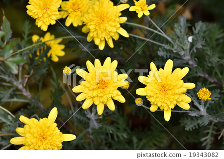 朱利葉斯黛西 19343082