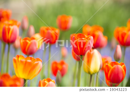 Tulip Tulip 19343223