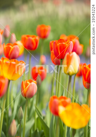 Tulip Tulip 19343224