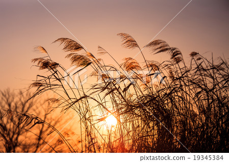 日落和Susuki 日落和Susuki 19345384