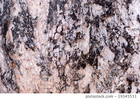 bark wood tree background brown bark wood tree background brown 19345531
