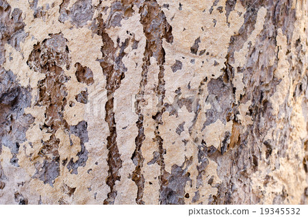 bark wood tree background brown bark wood tree background brown 19345532