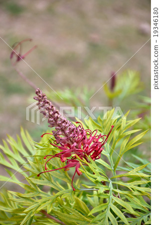 Grevirea Grevirea 19346180