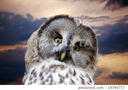 Head of great Gray Owl Head of great Gray Owl 19346757