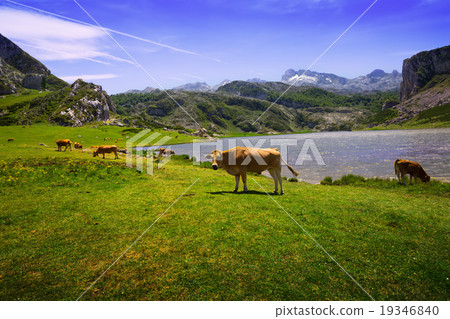 mountains landscape with lake and pasture mountains landscape with lake and pasture 19346840