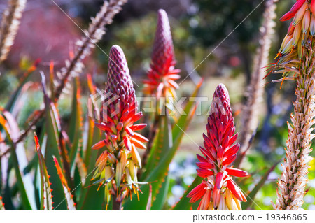 Aloe caesia plant with flowers in spring 19346865