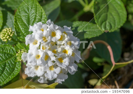 Lantana flowers Lantana flowers 19347096
