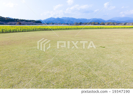 Grass and rape fields Grass and rape fields 19347190