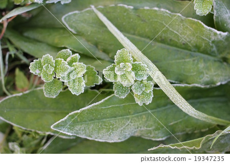 Frosting 01 Frosting 01 19347235