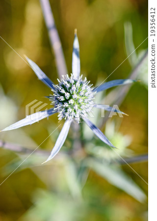Flat sea holly steel blue eryngo Flat sea holly steel blue eryngo 19356412