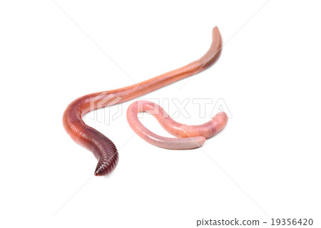 animal earth worm isolated on white  background 19356420