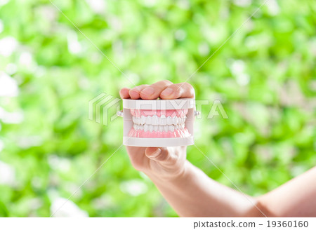 Tooth model Tooth model 19360160