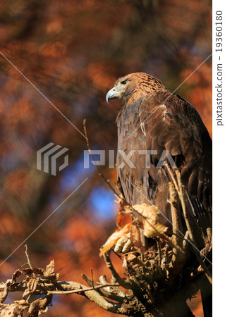 Eagle and autumn leaves Eagle and autumn leaves 19360180
