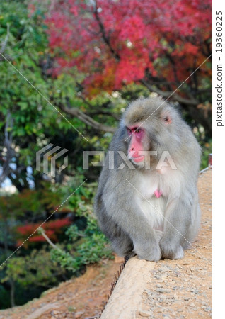 Monkey and autumn leaves 19360225