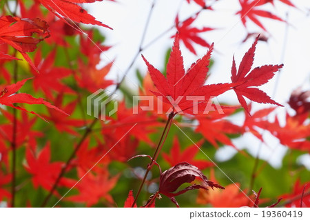 Maple  19360419