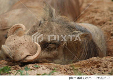 疣豬 疣豬 19360492