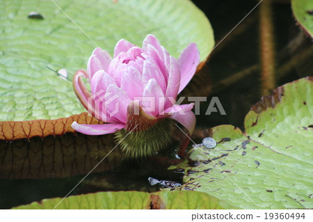 睡蓮 19360494
