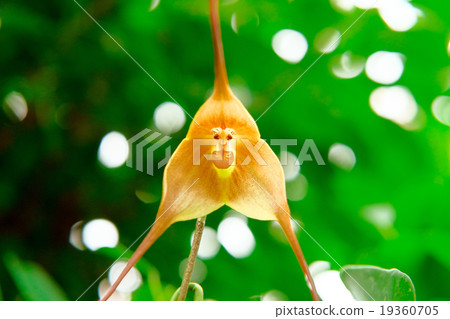 Monkey Orchid Monkey Orchid 19360705