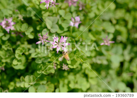 Rengeho黃芪蜂蜜蜂三寶右 19360789