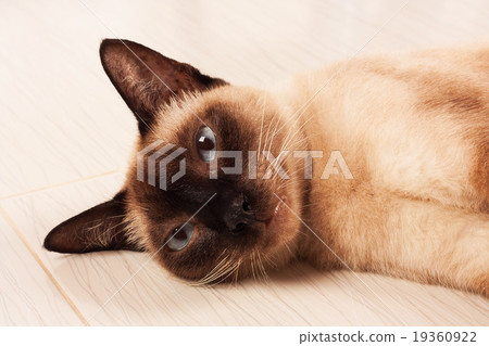 cute gray cat lying on the ground 19360922