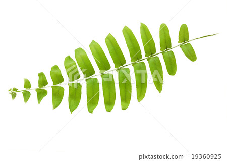 leaf green fern isolated background leaf green fern isolated background 19360925