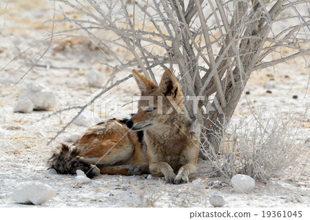black-backed jackal Etosha black-backed jackal Etosha 19361045