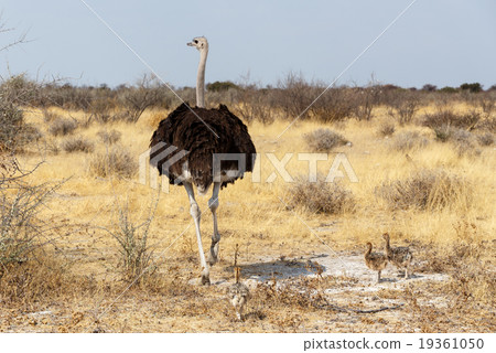 Family of Ostrich with chickens, Namibia 19361050