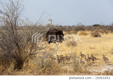 Family of Ostrich with chickens, Namibia 19361052