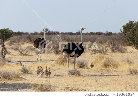 Family of Ostrich with chickens, Namibia 19361054