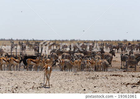 crowded waterhole with wild animals 19361061