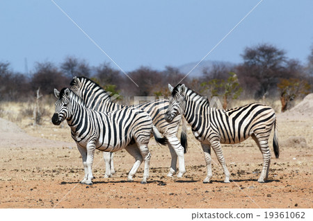 Zebra in african bush 19361062