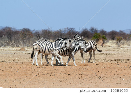 Zebra in african bush 19361063