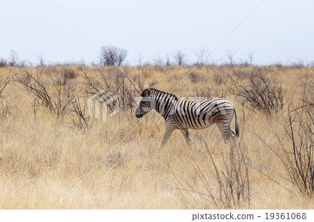 Zebra in african bush 19361068