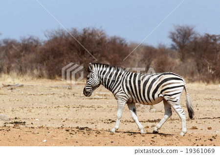 Zebra in african bush 19361069