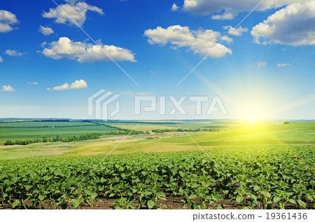 field sunflower sprouts and sunrise field sunflower sprouts and sunrise 19361436