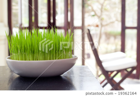 Green grass in a white flowerpot Green grass in a white flowerpot 19362164
