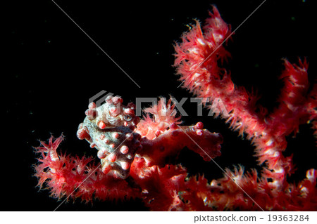 Bargibanti Pigmy Sea Horse in indonesia 19363284